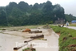 Tuyên Quang: Hàng trăm ha lúa và hoa màu bị thiệt hại do ảnh hưởng của vùng thấp suy yếu từ bão số 3