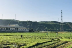Trồng cây vụ 3 ngắn ngày tăng thu nhập cho nông dân Quảng Ninh