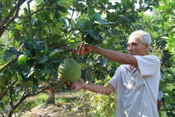 Tiền Giang chuyển đổi 7.700 ha đất lúa sang trồng cây ăn quả và nuôi thủy sản