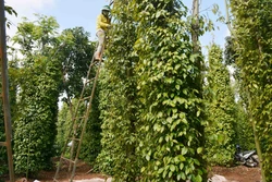 Cảnh báo rủi ro khi thu hái hồ tiêu
