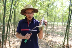Ninh Thuận: Hướng đi mới trồng tre tứ quý tại huyện Ninh Sơn