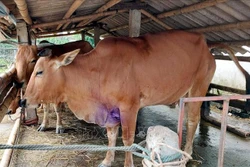 Tây Ninh tập trung ngăn chặn các ổ dịch lây lan rộng trên đàn gia súc