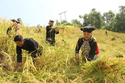 Lai Châu phát triển kinh tế vùng đồng bào dân tộc thiểu số