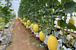 Ứng dụng công nghệ cao thúc đẩy ngành nông nghiệp phát triển vượt bậc