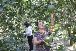 Khánh Hòa còn nhiều khó khăn trong công tác giảm nghèo