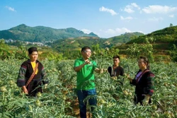 Cây dược liệu được trồng nhiều ở Sa Pa, Bắc Hà, Si Ma Cai, Bát Xát (Lào Cai) với nhiều loài quý. Ảnh: nongnghiep.vn