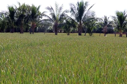 Ninh Thuận: Xây dựng lộ trình phát triển sản xuất nông nghiệp hữu cơ