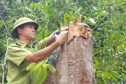 Quảng Trị yêu cầu xử lý nghiêm vụ chặt hạ nhiều gốc cây rừng tự nhiên tại Cam Lộ