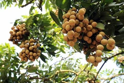 Mở rộng cơ hội xuất khẩu cho trái nhãn Việt Nam
