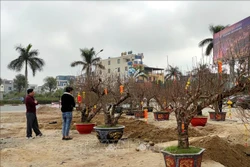 Nghệ An tạo điều kiện cho người dân mua, bán cây đào Tết thuận lợi