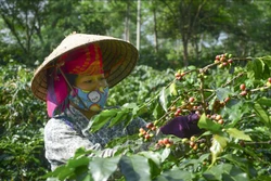 Người dân Mường Ảng (Điện Biên) thu hái cà phê. Ảnh: Xuân Tư - TTXVN