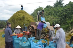 Đắk Lắk chủ động thu hoạch lúa để hạn chế thiệt hại do mưa lũ gây ra