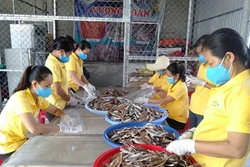 Quảng Bình quảng bá sản phẩm OCOP qua kênh thương mại điện tử