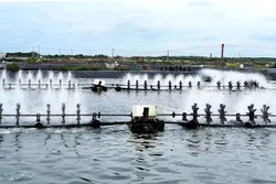 Chấn chỉnh việc buôn bán, sử dụng kháng sinh cấm trong nuôi trồng thủy sản