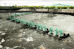 Bến Tre ứng phó linh hoạt với biến đổi khí hậu, xâm nhập mặn (Bài cuối)
