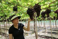 Ninh Thuận tăng giá trị sản xuất từ nông nghiệp ứng dụng công nghệ cao