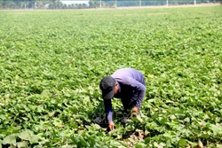 Mô hình chuyển đổi xen canh trồng khoai lang Nhật ruột vàng trên ruộng lúa tại Đức Linh mang lại thu nhập cao cho người dân. Ảnh: Nguyễn Thanh - TTXVN