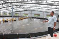 Bến Tre phát triển nuôi tôm ứng dụng công nghệ cao 