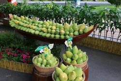 Phát triển chỉ dẫn địa lý Cao Lãnh cho sản phẩm xoài