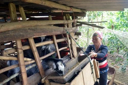 Vùng cao Sơn La chủ động phòng, chống đói, rét cho đàn gia súc 