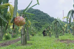 Sơn La xây dựng chuỗi liên kết sản xuất nông nghiệp