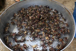 Nghề đặt lọp cua đồng giúp người dân vùng lũ ở Đồng Tháp có thêm thu nhập