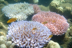 Rạn san hô Great Barrier ở ngoài khơi đảo Orpheus, Australia. Ảnh: AFP/TTXVN