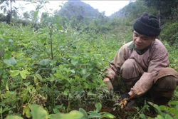 Cao Bằng nâng trách nhiệm của Hội Nông dân trong phát triển nông nghiệp, xây dựng nông thôn mới