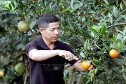 Anh Vì Văn Doan, hộ thành viên HTX nông nghiệp Duy Lợi ở xã Mường Và, huyện Sốp Cộp, tỉnh Sơn La, thu hoạch cam. Ảnh: Quang Quyết - TTXVN