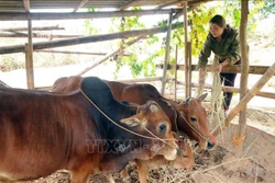 Chị Hà Thị Nguyễn được ngưỡng mộ vì sản xuất, kinh doanh giỏi
