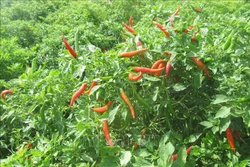Ớt được thu mua tại ruộng với giá dao động 60.000 – 70.000 đồng/kg, thậm chí có thời điểm giá ớt chạm mức 80.000 đồng/kg. Ảnh: Nguyễn Thành – TTXVN