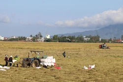 Phú Yên hướng sản xuất nông nghiệp hữu cơ phục vụ xuất khẩu