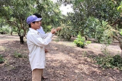 Phát triển kinh tế tuần hoàn trong nông nghiệp ở Bà Rịa-Vũng Tàu: Lợi đơn lợi kép