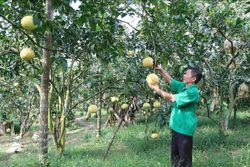 Thái Nguyên tăng ứng dụng công nghệ trong phát triển nông nghiệp