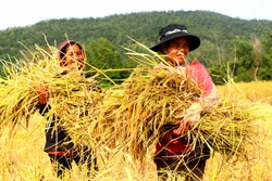 Gạo Ba Chăm là sản phẩm được chứng nhận thương hiệu tại thị trường trong và ngoài nước 2. Ảnh: Hồng Điệp – TTXVN