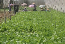 Nhân rộng mô hình trồng màu hiệu quả ở Tiền Giang