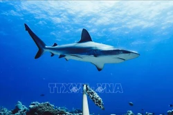 Cá mập tại vùng biển ngoài khơi Australia. Ảnh: AFP/ TTXVN
