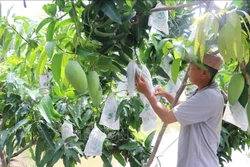 Thiết lập, quản lý mã số vùng trồng, cơ sở đóng gói nông sản phục vụ xuất khẩu