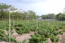 Quảng Trị mở rộng diện tích trồng gắn với chế biến cây dược liệu