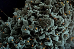 Virus Corona đã gây đại dịch từ cách đây 20.000 năm