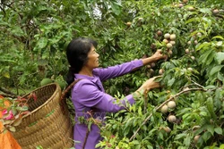 "Đũa thần" giúp nông nghiệp Lào Cai chuyển mình