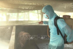 Dự kiến cuối quý I công bố vaccine phòng bệnh dịch tả lợn châu Phi