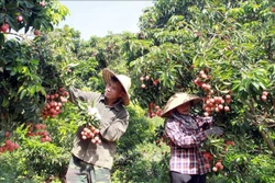 Bắc Giang ứng dụng khoa học công nghệ thúc đẩy phát triển kinh tế - xã hội vùng miền núi và dân tộc thiểu số