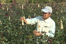 Nông dân Lai Châu khẩn trương xuống đồng gieo cấy lúa Xuân