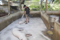 Đắk Lắk phòng, chống dịch bệnh trên đàn gia súc