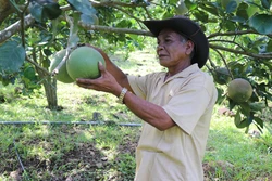 Ông Katơr Quỳnh (xã Phước Bình, huyện Bác Ái) với mô hình trồng bưởi da xanh cho hiệu quả kinh tế cao. Ảnh: Nguyễn Thành – TTXVN