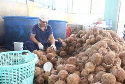 Hợp tác xã Nông nghiệp Thới Thạnh, huyện Thạnh Phú cung ứng cho Công ty chế biến dừa Lương Quới 100.000 trái dừa hữu cơ mỗi tháng để chế biến xuất khẩu. Ảnh Công Trí-TTXVN