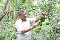 Trà Vinh phát triển vùng nguyên liệu an toàn phục vụ cho xuất khẩu