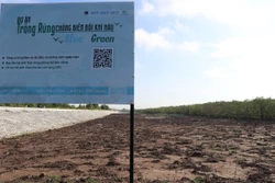 Khu vực trồng rừng ngập mặn của Dự án trồng rừng thích ứng biến đổi khí hậu Blue & Green. Ảnh: Hữu Chí - TTXVN