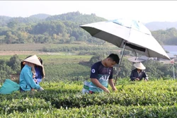 Nhân rộng sản xuất chè an toàn theo hướng hữu cơ